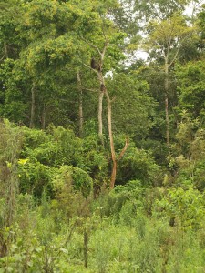 High tropical Forsest mit grosser botanischer Artenvielfalt und reicher Fauna